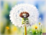 蒲公英的花可以泡水吗