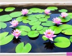睡莲苗的种植方法水培