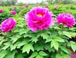 2025年牲丹花牡丹花栽培