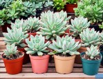 多肉植物方塔养殖方法