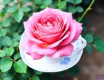 泡月季花喝有什么好处