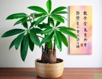 摆放发财树有什么讲究