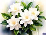 栀子花花的花语是什么