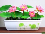 四季水养碗莲水培植物