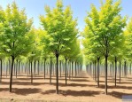 2025年白蜡树树苗多少钱