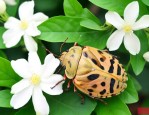 茉莉花虫害识别及防治