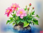 什么花用水养一直开花
