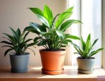 净化空气室内盆栽植物