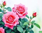 月季花好养吗怎样浇水