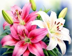 百合是百合花的那部分