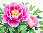 牡丹花喝了有什么好处