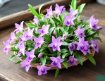 干的铁皮石斛花价格表