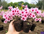 10公分樱花苗木价格