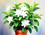 夏季茉莉花的养殖方法