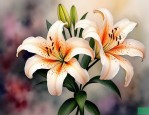 2025年百合花的英文花语