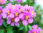 紫薇花为什么8月开花