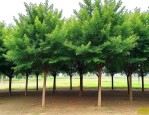 8公分香樟多少钱一棵
