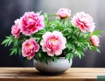 家庭盆栽牡丹花怎么养