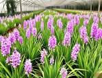 2025年兰草花的栽培技术