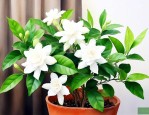 北方室内茉莉花怎么养