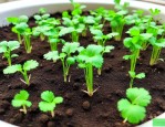 香菜种子怎样发芽最快