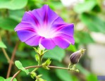 牵牛花的种子长什么样