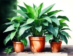 大厚叶子盆栽绿色植物