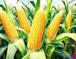 玉米属于种子还是果实