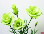 绿色的洋桔梗花语是什么