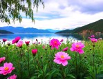 泸沽湖里开的是什么花