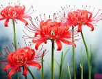 彼岸花是水培还是土培
