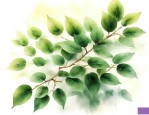 金枝玉叶怎么样养