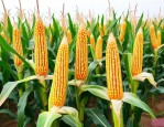 秋乐618玉米种价格