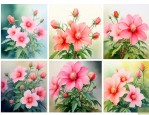 一年四季都开花是什么花