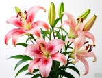 百合花能打顶吗怎么养