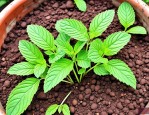 2025年用种子如何种薄荷