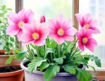 春雨花可以在室内养吗
