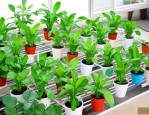 室内养什么水培植物好