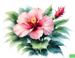 芙蓉花怎么栽植