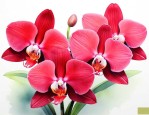 红色蝴蝶兰花语是什么