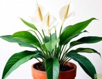 白掌花适合养在家里吗