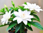 养栀子花需要什么肥料