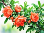 石榴花养殖方法与技巧