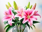 百合花的养殖方法水培