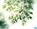 请问槐树花有什么作用