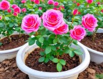 2025年玫瑰花苗种植时间