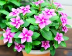 花叶蔓长春花可以水培吗