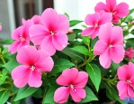 凤仙花适合种在家里吗
