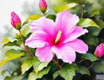 2025年木槿花是什么样子