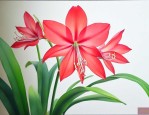 八爪兰花怎么养才开花